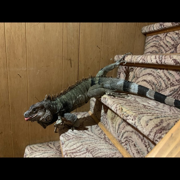 MY MANTRID - Picture 12 of 16